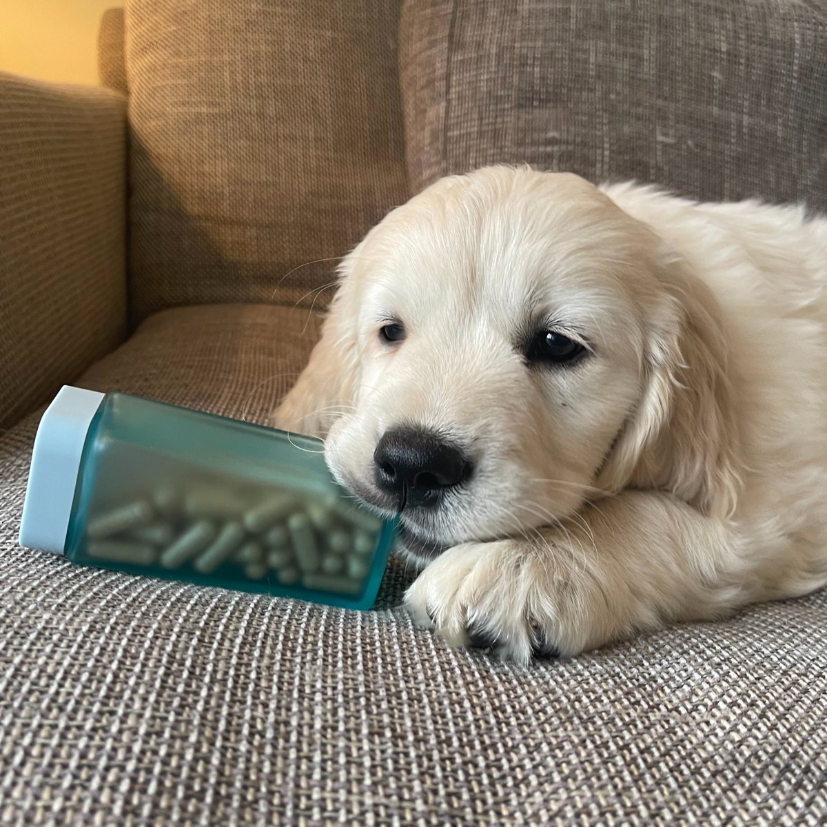 AlyveWellness's tweet photo. Busted 😳Molly may not be allowed her own dailys but that doesn’t stop her from trying 🐕🐶🐾 https://t.co/4ZwiRioUjc