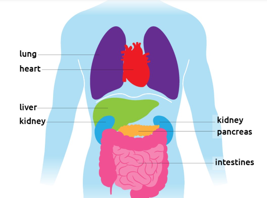 UNOS_bernadette's tweet photo. Learn about the organs that are available for transplant, how they work and their transplant procedures. #TransplantTwitter https://t.co/I30t8uUMbE https://t.co/9B3UdIEGO7
