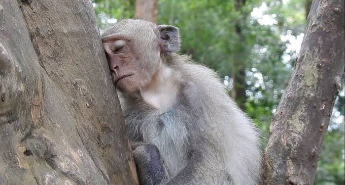 Arctic monkeys why'd you only call me when you're high. Арктик монкейс плакаты. Обезьянка тома. Flow & zeo. Monkey напиток.