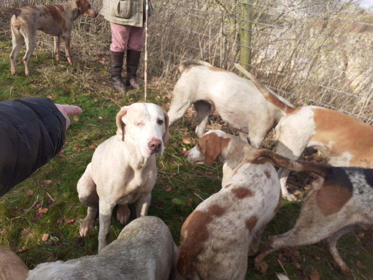 Derby_Sabs's tweet photo. @MrPeterAndre @StuartWalby @ChipShopBoys Stapled together and bruised hounds. This is the cruelty the @ChipShopBoys support by playing the Meynell &amp; South Staffordshire Hunt's Ball https://t.co/f2yJO5hcwe