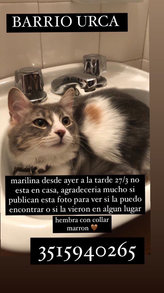 rosariiiiiiioo's tweet photo. Con ella duermo todas las noches y desde ayer no esta en casa, si pueden compartir esta publicacion o si conocen vecinos de urca y lo comparten seria un gran favor. Gracias 🥺❤️‍🩹 https://t.co/zIdX9SYPMH