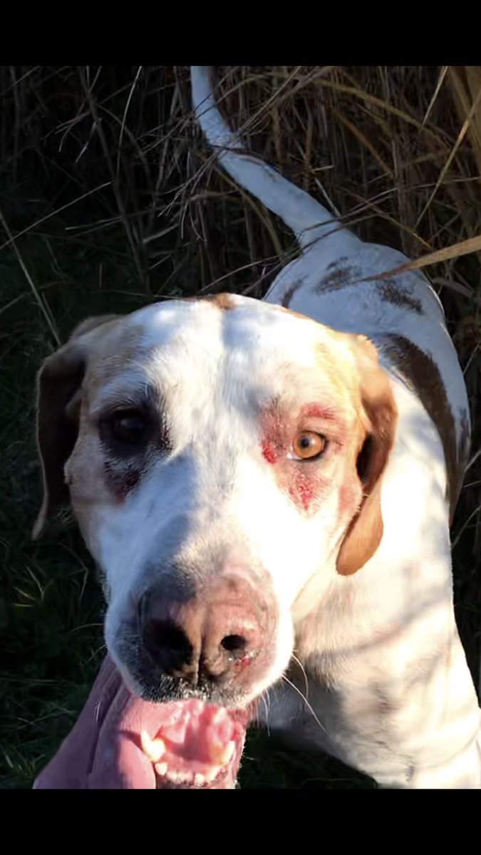 Derby_Sabs's tweet photo. @MrPeterAndre @StuartWalby @ChipShopBoys Stapled together and bruised hounds. This is the cruelty the @ChipShopBoys support by playing the Meynell &amp; South Staffordshire Hunt's Ball https://t.co/f2yJO5hcwe