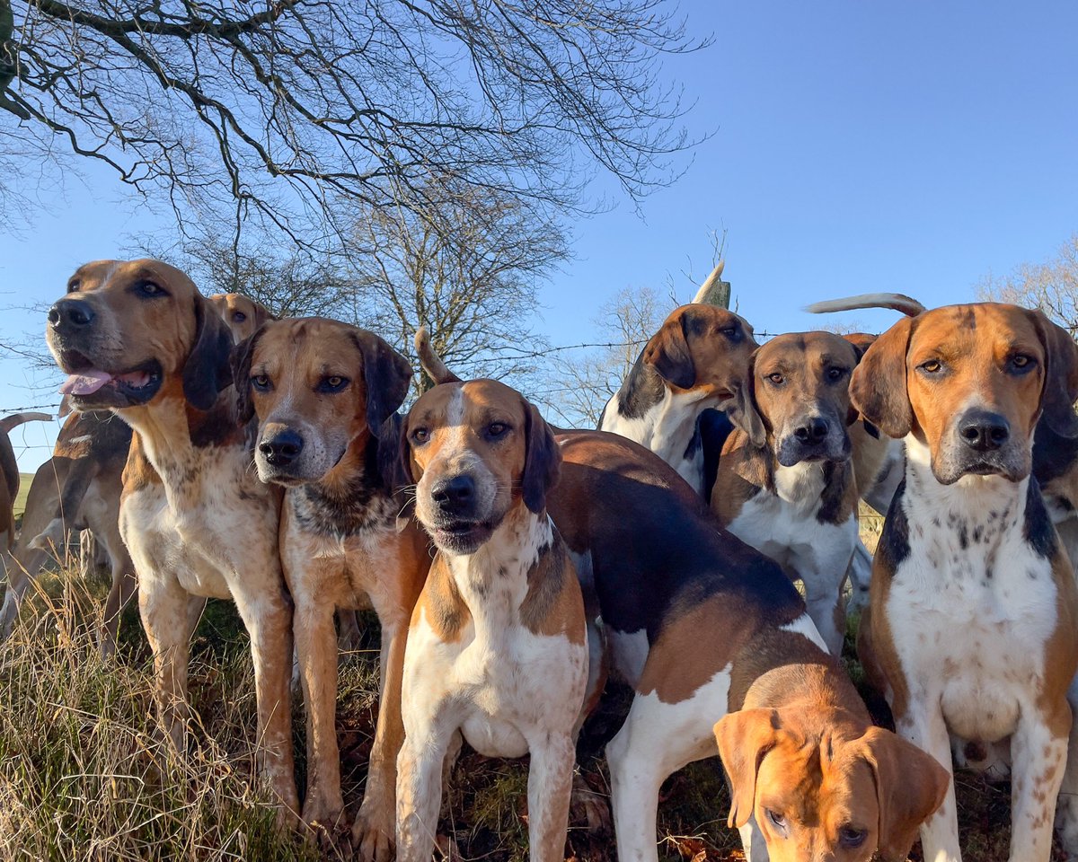 lurcherwork's tweet image. #foxhounds #huntingwithdogs #hounds #englishfoxhound