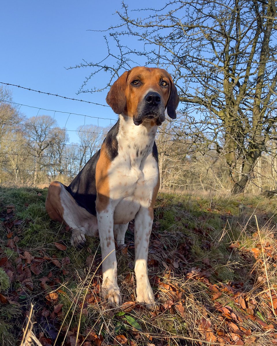 lurcherwork's tweet image. #foxhounds #huntingwithdogs #hounds #englishfoxhound