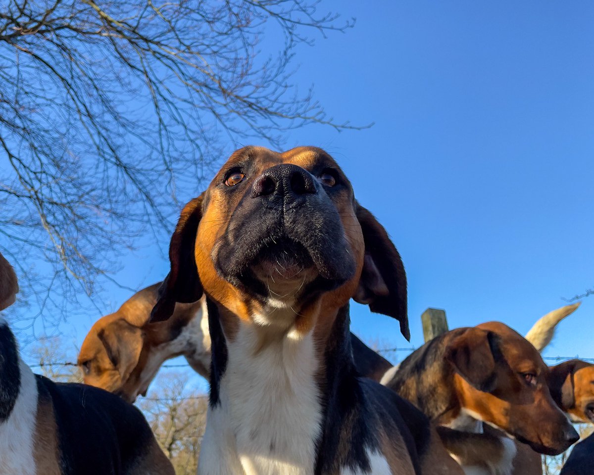 lurcherwork's tweet image. #foxhounds #huntingwithdogs #hounds #englishfoxhound