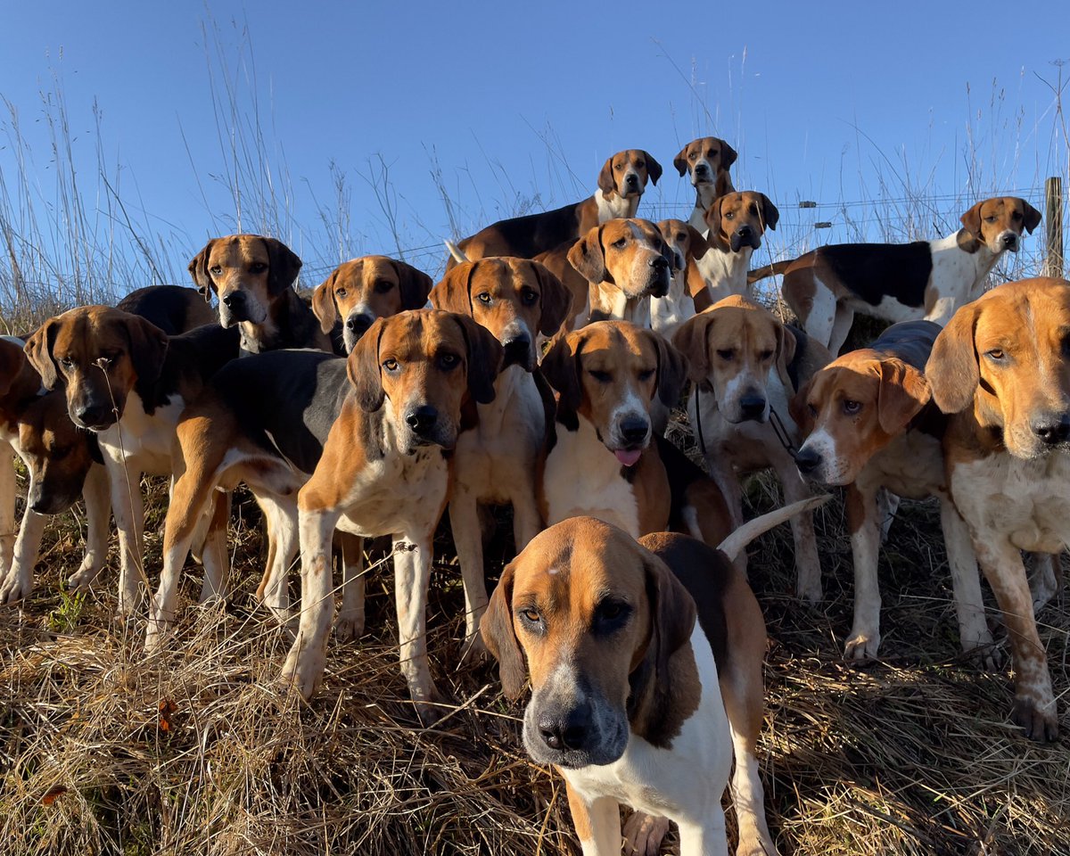 lurcherwork's tweet image. #foxhounds #huntingwithdogs #hounds #englishfoxhound