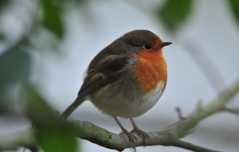 Wren перевод птица. птичка огневка. R bird. Elana of to save sunbird. птицы польши.