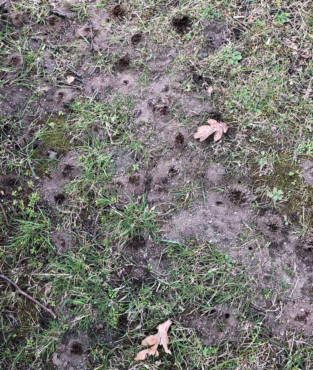 HadynRMurray's tweet photo. Lovely to find a little nesting site for Andrena clarkella 🐝 (Clark’s mining bee.)

One of the first solitary bees you’ll see in spring.🌞🌼🌸

Quite distinctive sexual dimorphism ⚥ in this species with the females bright orange thorax.

@StirlingScience #Andrenidae https://t.co/2WvphYTXhZ