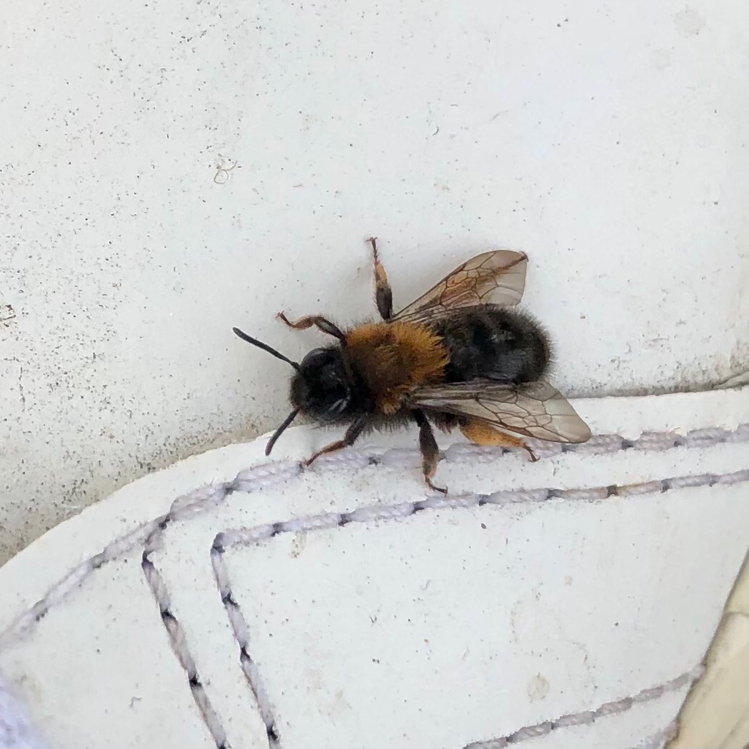HadynRMurray's tweet photo. Lovely to find a little nesting site for Andrena clarkella 🐝 (Clark’s mining bee.)

One of the first solitary bees you’ll see in spring.🌞🌼🌸

Quite distinctive sexual dimorphism ⚥ in this species with the females bright orange thorax.

@StirlingScience #Andrenidae https://t.co/2WvphYTXhZ