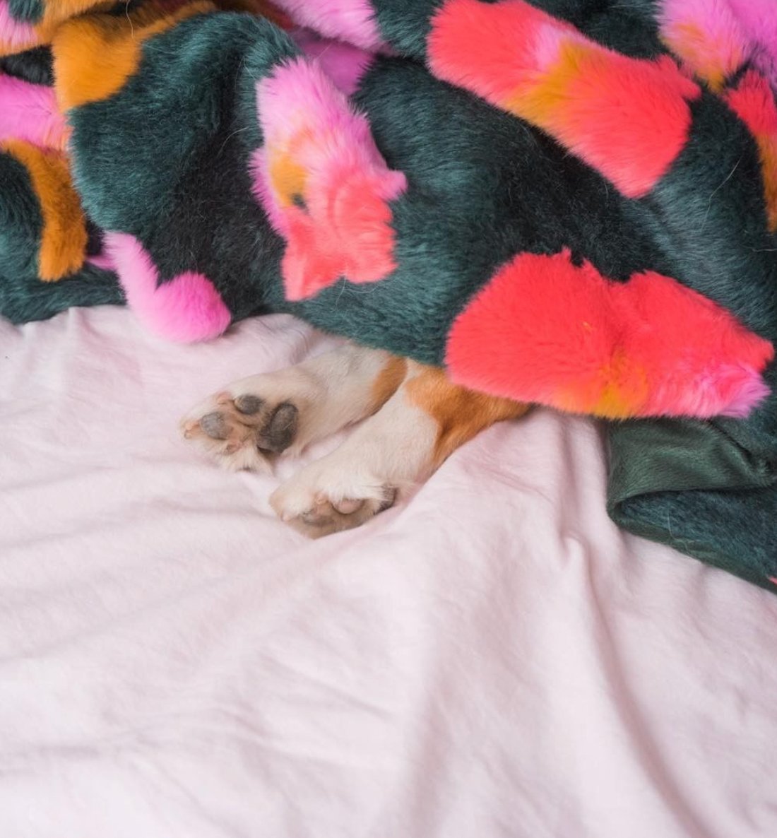 BitchfixChoc's tweet photo. WFH = WFB (working from bed) 🛏️ 😅

Cred: @workparty #mondays #wfhlife #wfhstruggles #ihatemondays #snoozetime #snooze #cutepuppy https://t.co/8BKg6ejvbx