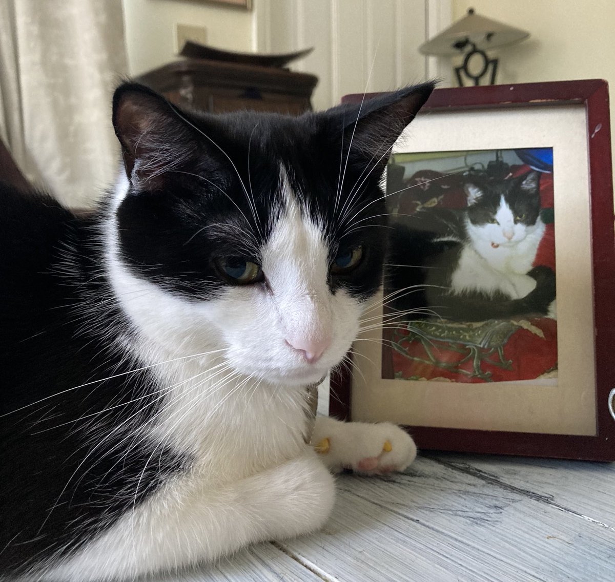 ButtersKatz's tweet photo. Ziggy says with all the shites in #MeowWorld letโs get #VoteBlue on ๐พ๐พ๐ช
๐๐ช
๐ธ๐๐โ๏ธ๐๐พ๐ช
๐ https://t.co/hrdxFpUIze