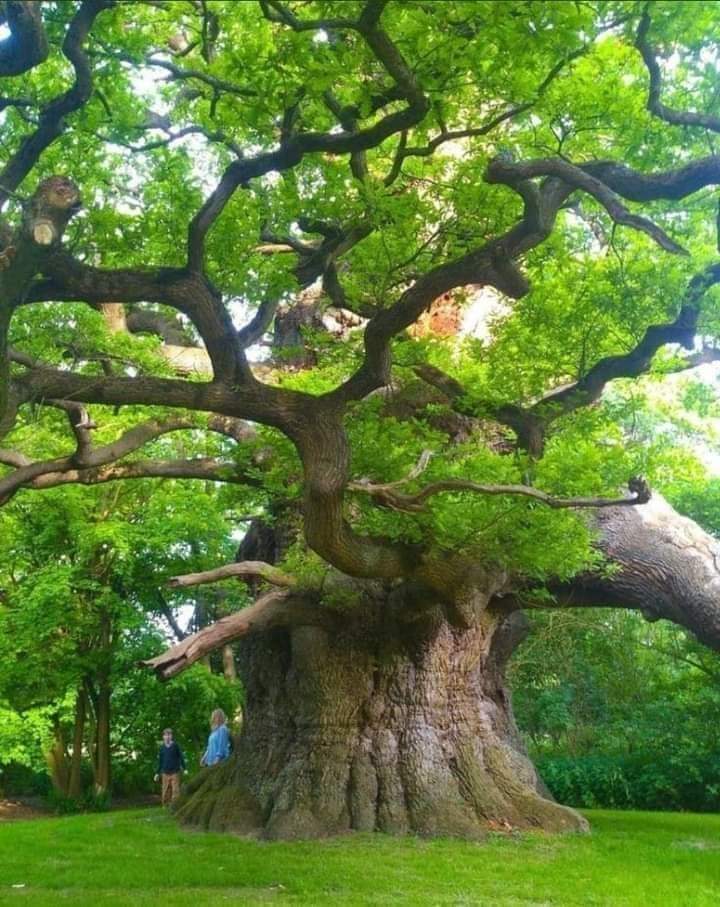 800 years old of the tree