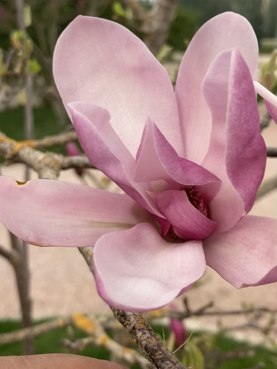 OlivierCOSTE2's tweet photo. Ce soir j’en profite.
À la fin de cette semaine,je pourrais dire #MagnoliaForEver 😲. https://t.co/gjwl2zwedo