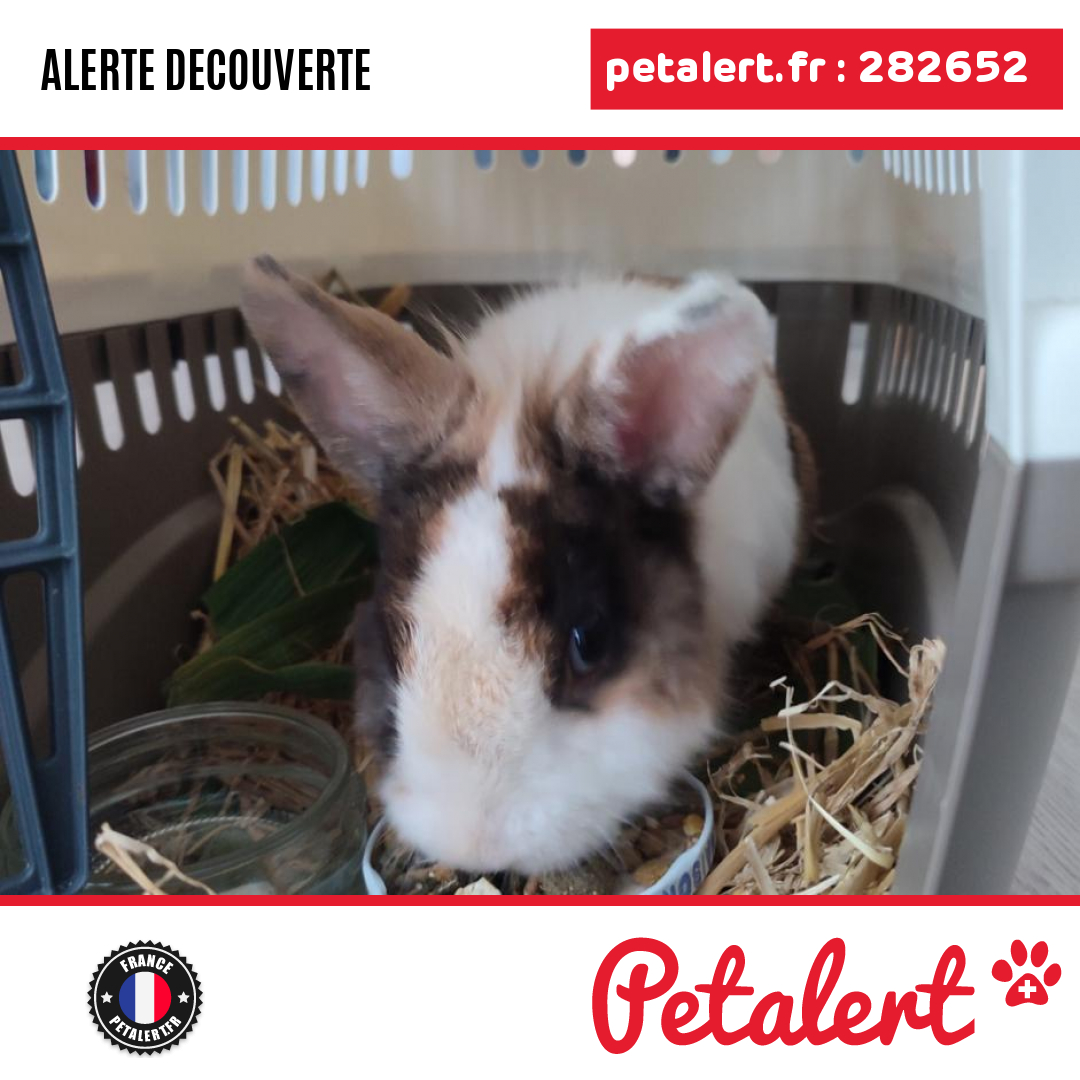 petalert_france's tweet photo. Trouvé #Lapin #Loiret #Ingre #Petalert #PetAlert45 / https://t.co/8sFYEF64br https://t.co/sY9VMx0R6m