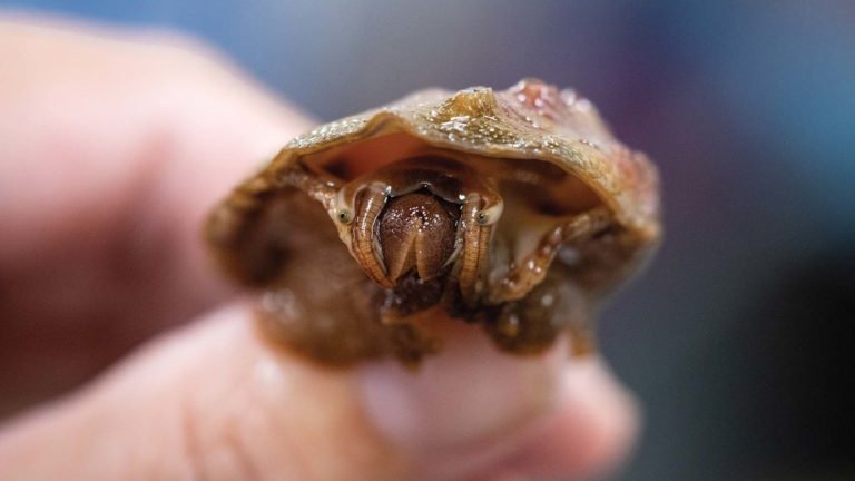 UC Davis Bodega Marine Laboratory (@bodegamarinelab) on Twitter photo In <a href="/BayNature/">Bay Nature magazine</a> magazine, Jacquelyn Ross explores the importance of #abalone to Indigenous tribal cultures in Ca & along the Pacific coast and also highlights the work of Dr. <a href="/KristinAquilino/">Dr. Kristin Aquilino</a> & @WhiteAbalone at Bodega Marine Lab: baynature.org/article/holdin…
📸: Oriana Poindexter In <a href="/BayNature/">Bay Nature magazine</a> magazine, Jacquelyn Ross explores the importance of #abalone to Indigenous tribal cultures in Ca & along the Pacific coast and also highlights the work of Dr. <a href="/KristinAquilino/">Dr. Kristin Aquilino</a> & @WhiteAbalone at Bodega Marine Lab: baynature.org/article/holdin…
📸: Oriana Poindexter