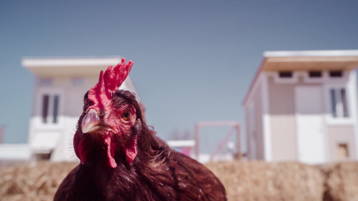 RD_Colorado's tweet photo. Did you hear? @USDA extended the deadline for applications to May 11th for the Meat and Poultry Processing Expansion Program (#MPPEP). The program provides funding to expand meat and poultry processing capacity. Be sure to check it out: https://t.co/rAWKmYYM7y https://t.co/wevUbCrrK1