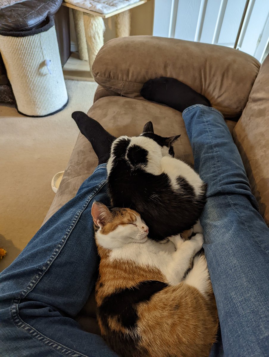 It's hard work being a cat, mum and dad are still on holiday so I need to make sure the kitten is ok and that she isn't scared. #CatsOnTwitter #cats #DontRushHomeMum