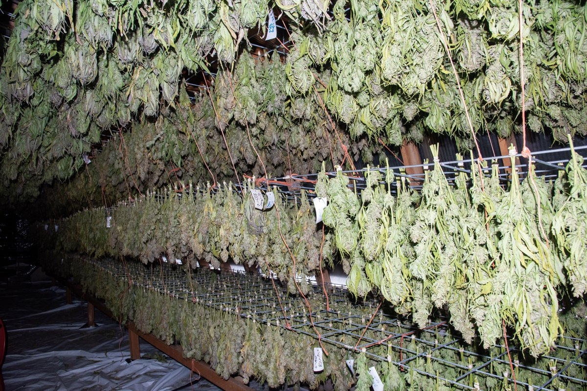 LazyBeeGardens's tweet photo. Each year our #dryroom evolves as we continue to add greenhouses. This season was no different. With our field almost entirely converted, we had more plants than dry room space, but with a little ingenuity and a lot of teamwork, we made it happen. 🌿🌿🌿 #LazyBeeGardens https://t.co/nFSGb6brB3