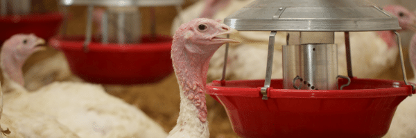 DeconSeven's tweet photo. Does your live production facility have the right protocols for preventing and protecting against highly pathogenic avian influenza (HPAI)? 🐓 D7 has an approved label claim to kill HPAI: https://t.co/WYnMKDjTvL https://t.co/Y0ducMdY6m