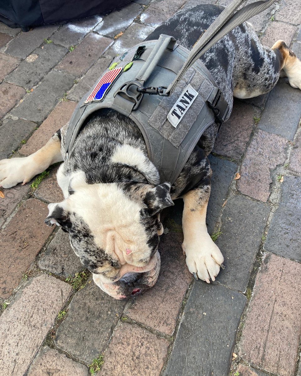 Good times at Pints and Paws Beer Fest! Check out some of our adorable new friends. 🐾🐶 #alstonebrewing #comingsoon #orlandobrewery
