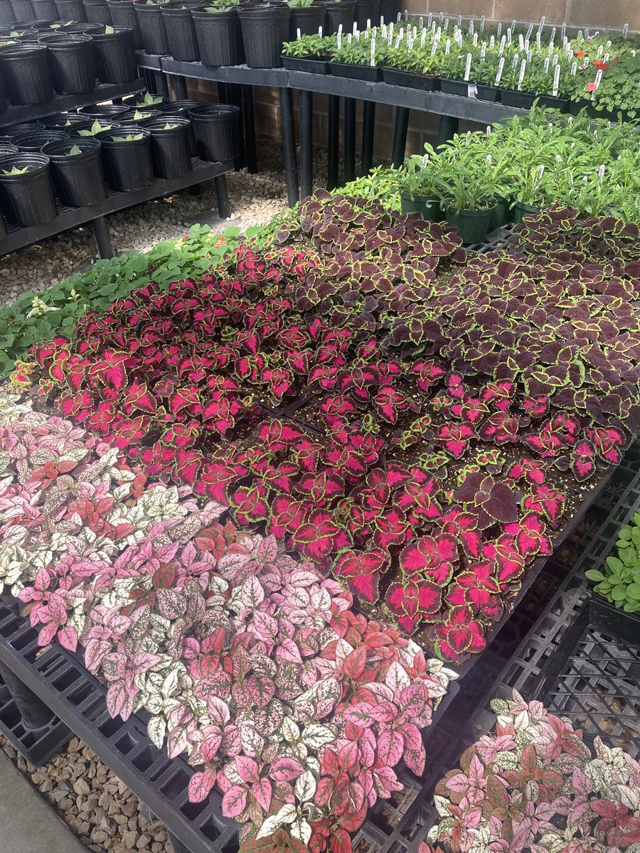 LoganRogersvilleFFA tweet media