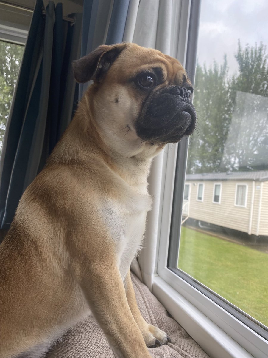 PhilipBolton's tweet photo. @ladbible Meet pablo https://t.co/oJPwB3Cjge
