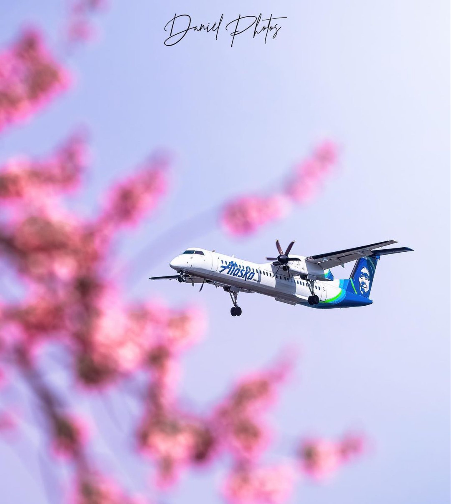 YVR on Twitter "Cherry blossoms have arrived at YVR! Some our YVR spotters have already started