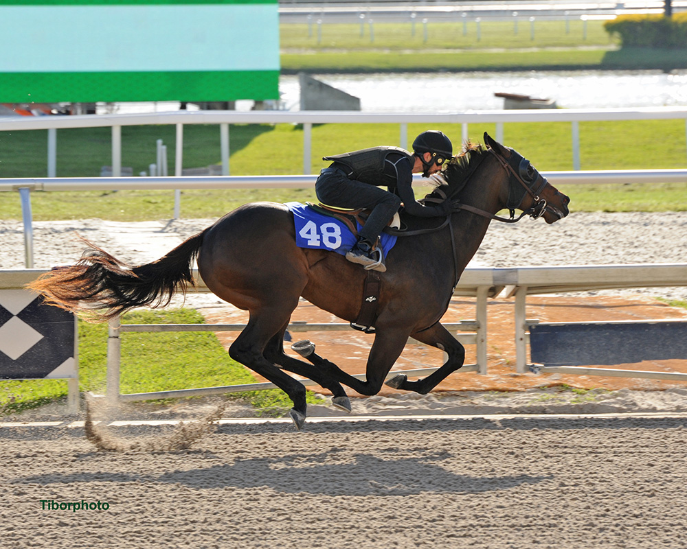 spendthriftfarm's tweet photo. ⚡ fast at @FasigTiptonCo's @GulfstreamPark sale! Hip 48, a filly o/o Rich Love, by Freshman Sire BOLT d'ORO worked the fastest ever quarter (20.2) at #FTGulfstream https://t.co/u4hRX0BA14