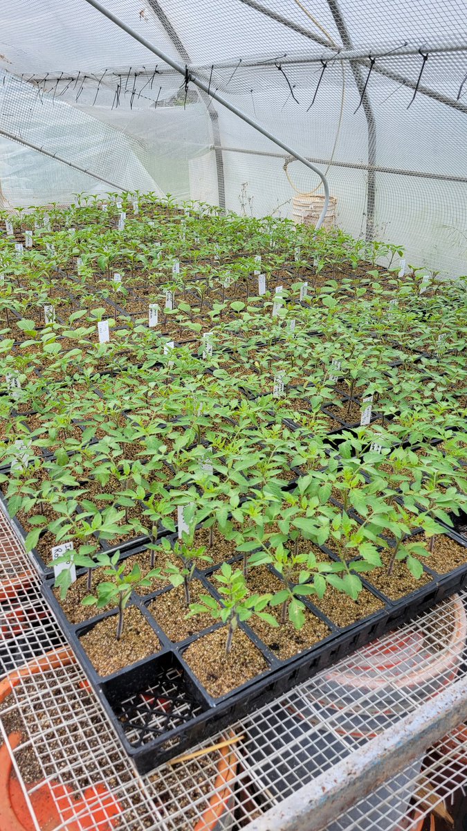 psgorganic's tweet photo. Favorite rainy day greenhouse chore. https://t.co/Mok0FMqd03