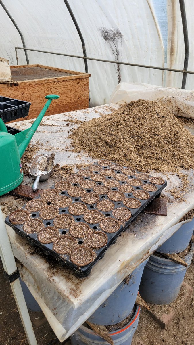 psgorganic's tweet photo. Favorite rainy day greenhouse chore. https://t.co/Mok0FMqd03