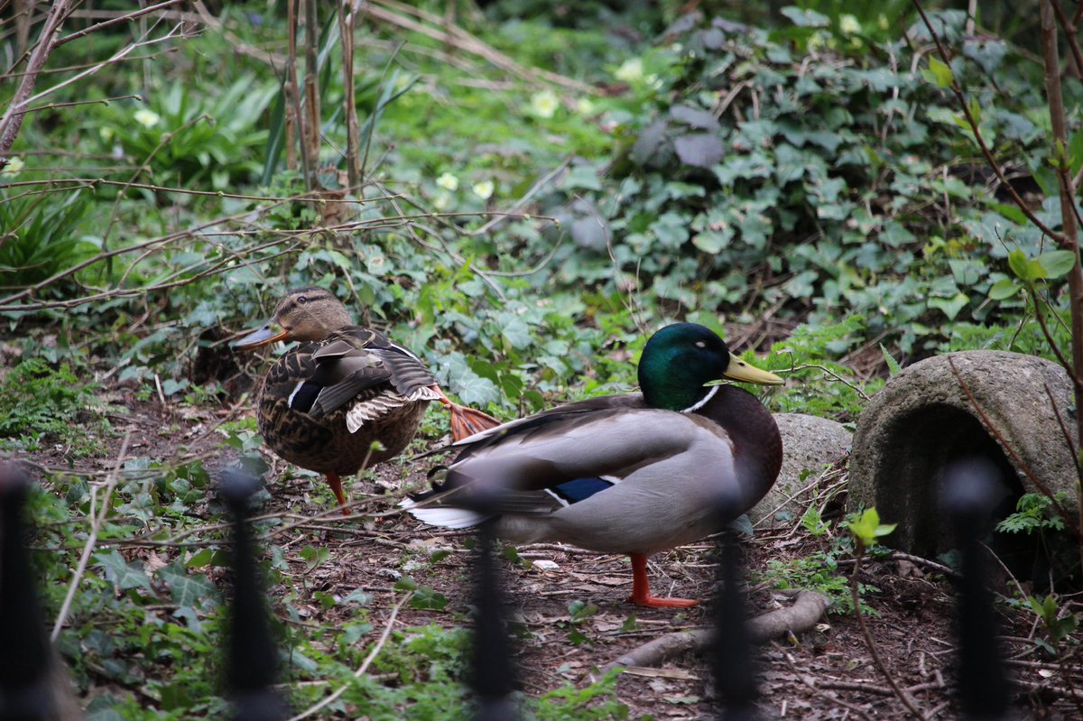 #duckyoga <a href="/AP_Magazine/">Amateur Photographer</a> <a href="/duckyoga/">katy</a>