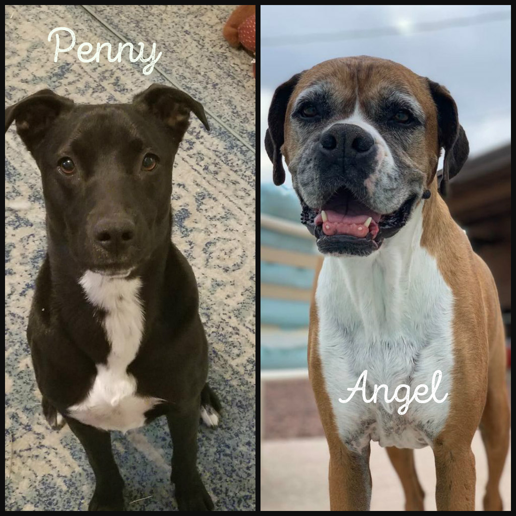 TheTucsonDogMag's tweet photo. Meet Penny & Angel, two more Tucson Dog WOOFstock Cover Dog Photo Contest contestants! #dogs #tucson #coverdogs https://t.co/DEgl80GlNf