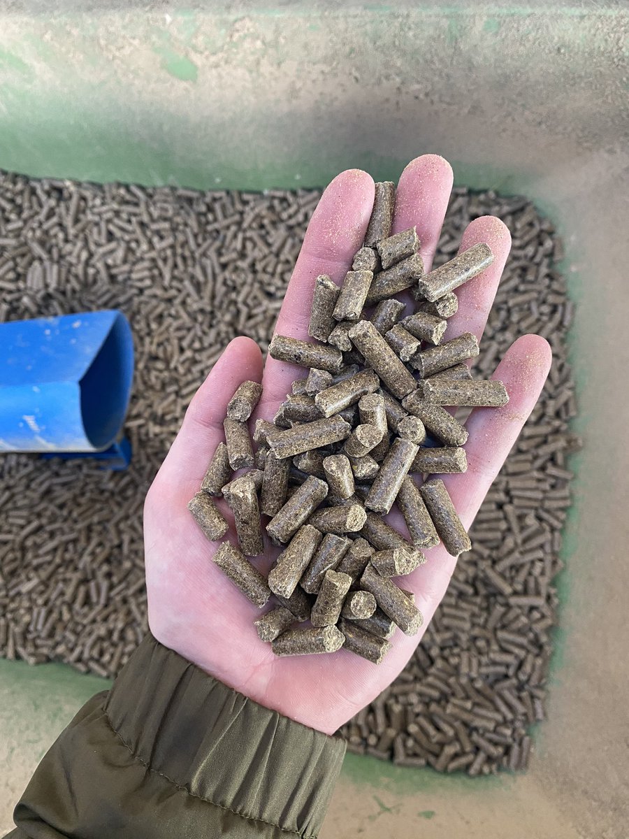 Here’s a nice pelleted calf starter in Holland #bullets