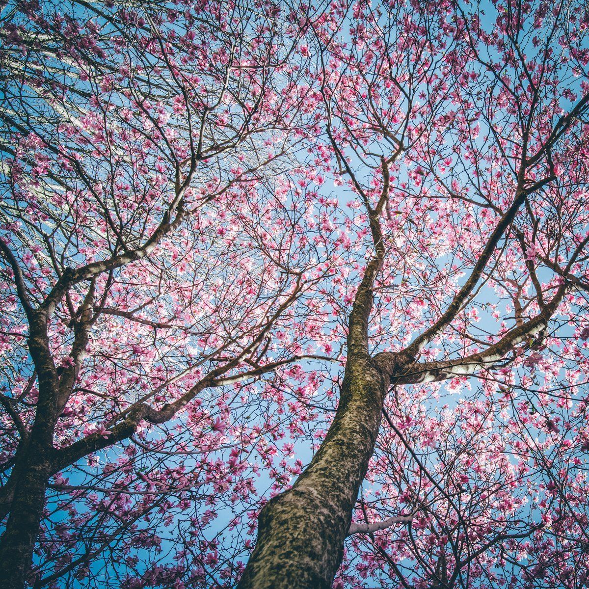 etsu's tweet photo. Our campus wears every season well. ☀️🌷

#ETSU #EastTennesseeStateUniversity #spring https://t.co/XCPhnn3KNJ