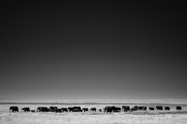 Voici comment vivent les éléphants : ils se déplacent quotidiennement sur des kilomètres pour trouver eau et nourriture
Il est inacceptable de les enfermer à vie dans des cirques ou des zoos
Pour protéger les animaux, protégeons les espaces naturels laurentbaheux.com