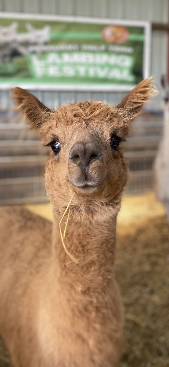 See you all at Easter!
#alpaca #visitafarm #easterholidays #farmpark #breconbeacons #daysoutwithkids #familydaysout