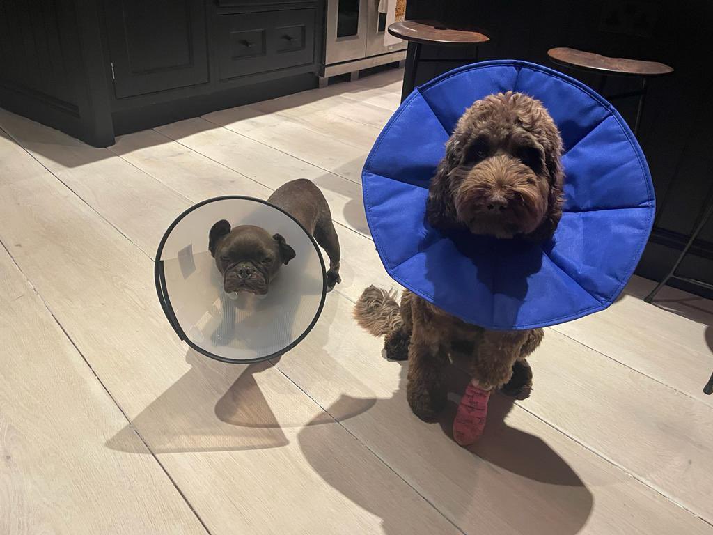 GillianA's tweet photo. Coneheads https://t.co/sO215JpQtV