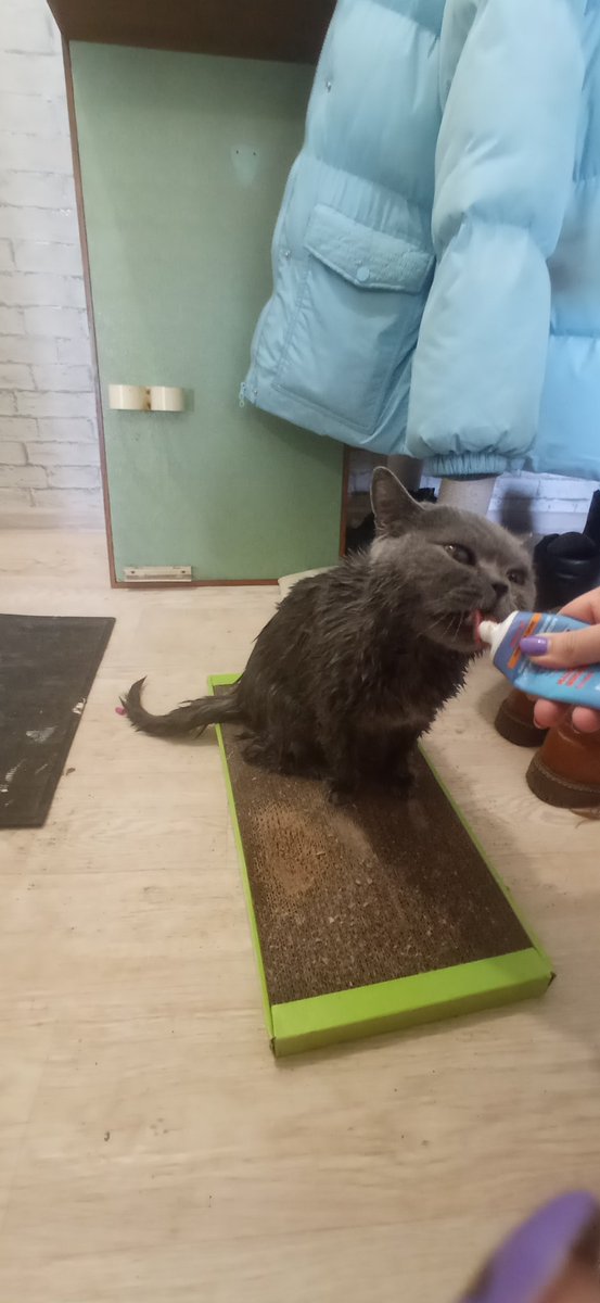 разница в час.. потрепала жизнь этого котика..