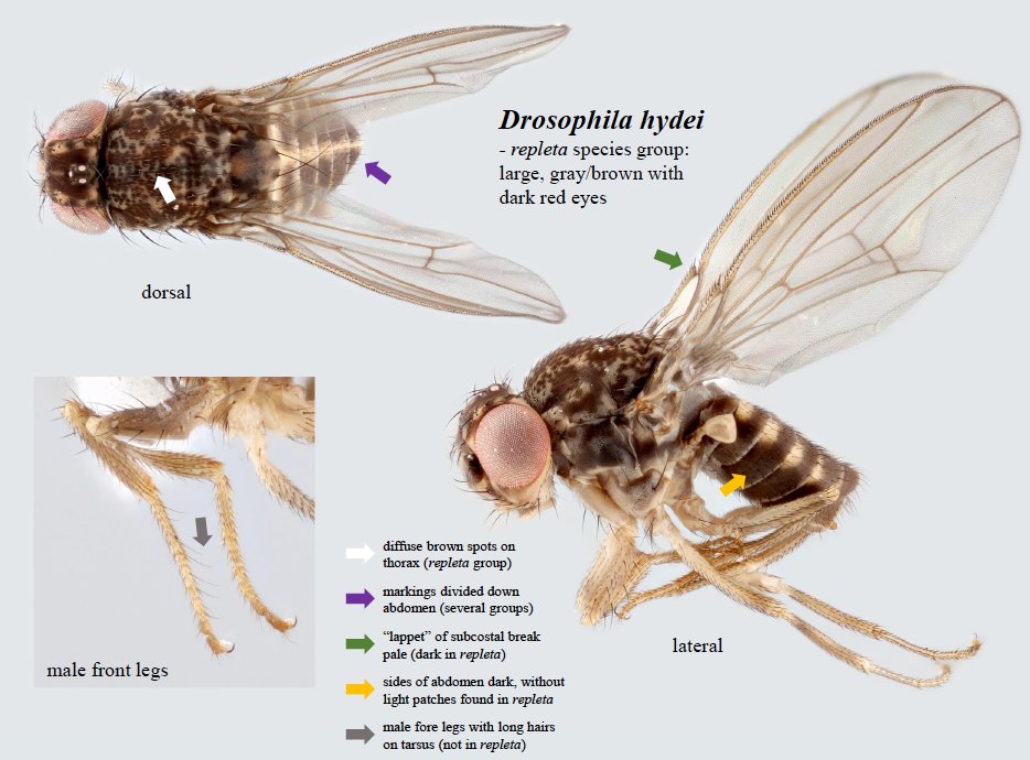Lina Quesada at The IR-4 Project tweet media