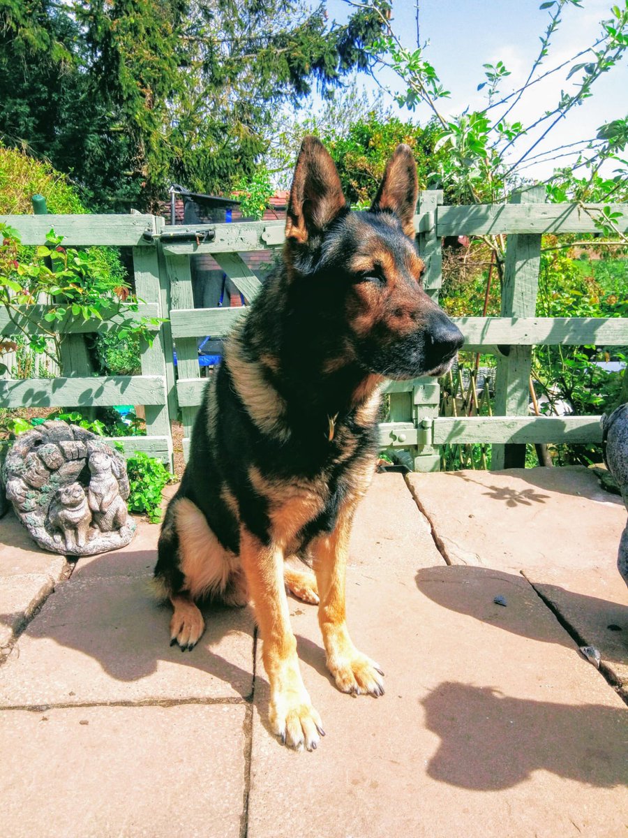 WMPDogs's tweet photo. Today we sadly said goodbye to the original Pup Idol, retired police dog Carter. After a crackin police career, he remained faithfully by his handlers side til the end. Please join us in wishing him a well deserved, long, peaceful sleep 🌈 #ripcarter #rpd #overtherainbowbridge https://t.co/8HTRhYmyRB