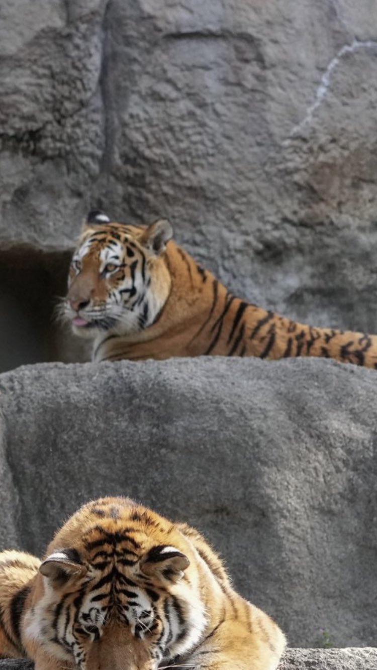 いつかやると思った タイヤを落としてしまったトラの様子 話題の画像プラス いつかやると思った タイヤを落としてしまったトラの様子 話題の画像プラス