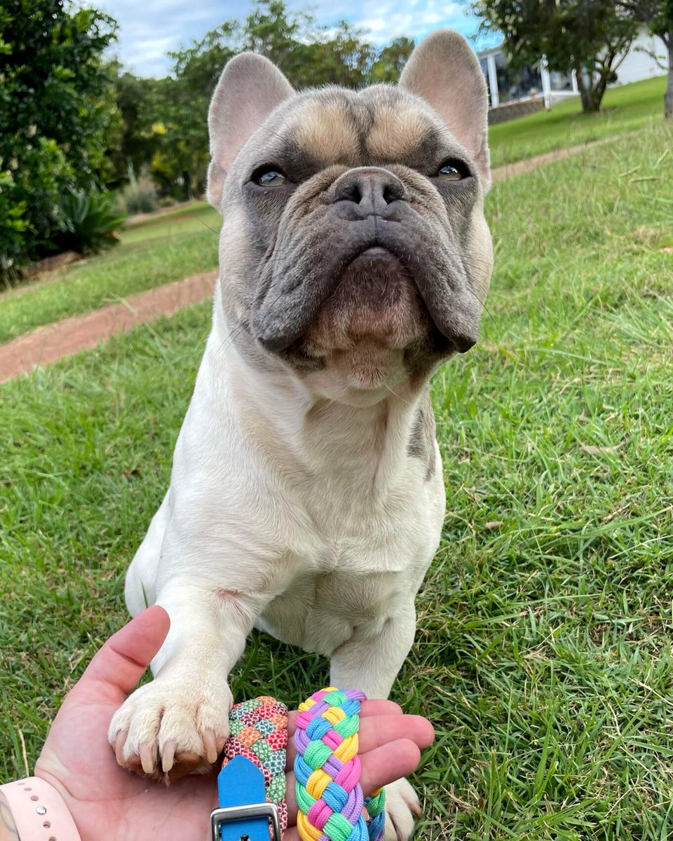 NativeCollars's tweet photo. Nasa showing off tow new collars. β¨
Would you like to see these two colourful editions on the website?
ID: Frenchie Nasa is sitting on the grass putting his paw on a human hand that is holding two paracord collars in rainbow colours.
β
#NativeCollars #frenchie #frenchbulldog https://t.co/YupXcaLztO