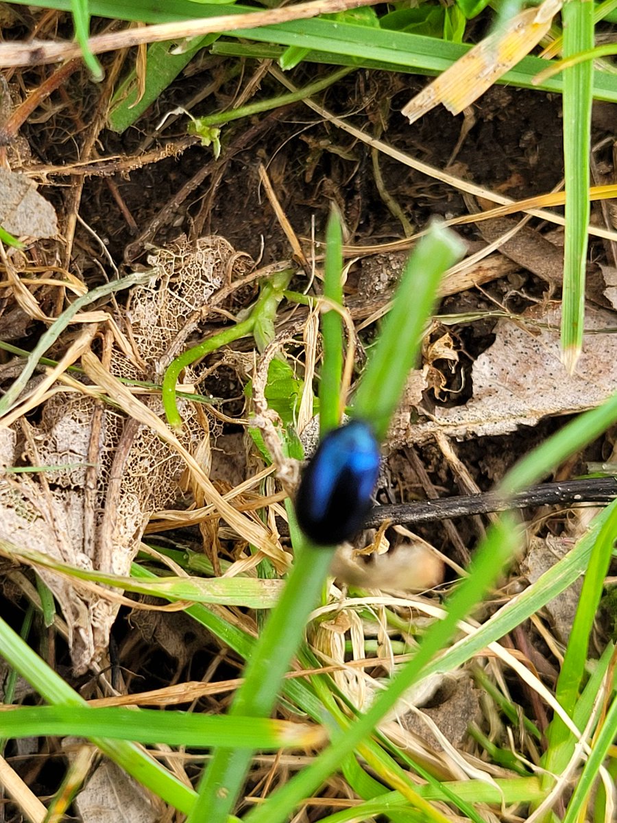 DrGrassby's tweet photo. Any idea what this littlebeautymsy be? #BeetleTwitter Found in the grass on a mild afternoon in Surrey, UK https://t.co/VeXauXbVLt