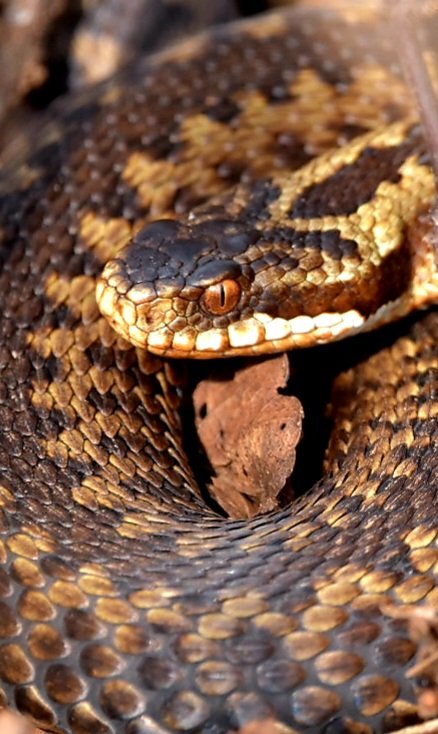 Adder ❤️
#TwitterNatureCommunity 
#snake  #adder