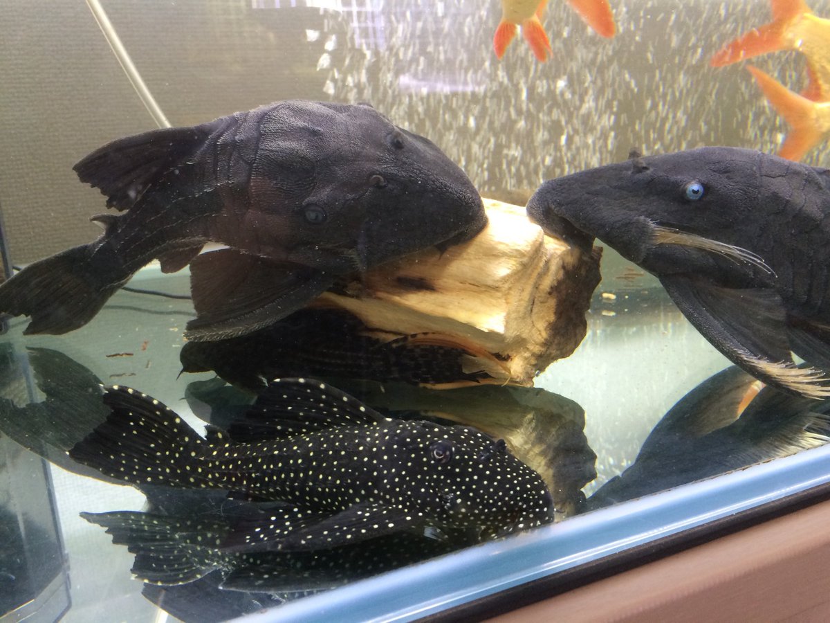 mar_c03_'s tweet photo. @chie_chie_120 夜分遅くにすみません。
魚では木や苔を食べる「プレコ」
爬虫類は「フトアゴヒゲトカゲ」
両生類は「バジェットガエル」
小動物は「ハムスター���
他にはパグやウサギやら
動物王国です😅 https://t.co/oLTrULOcko