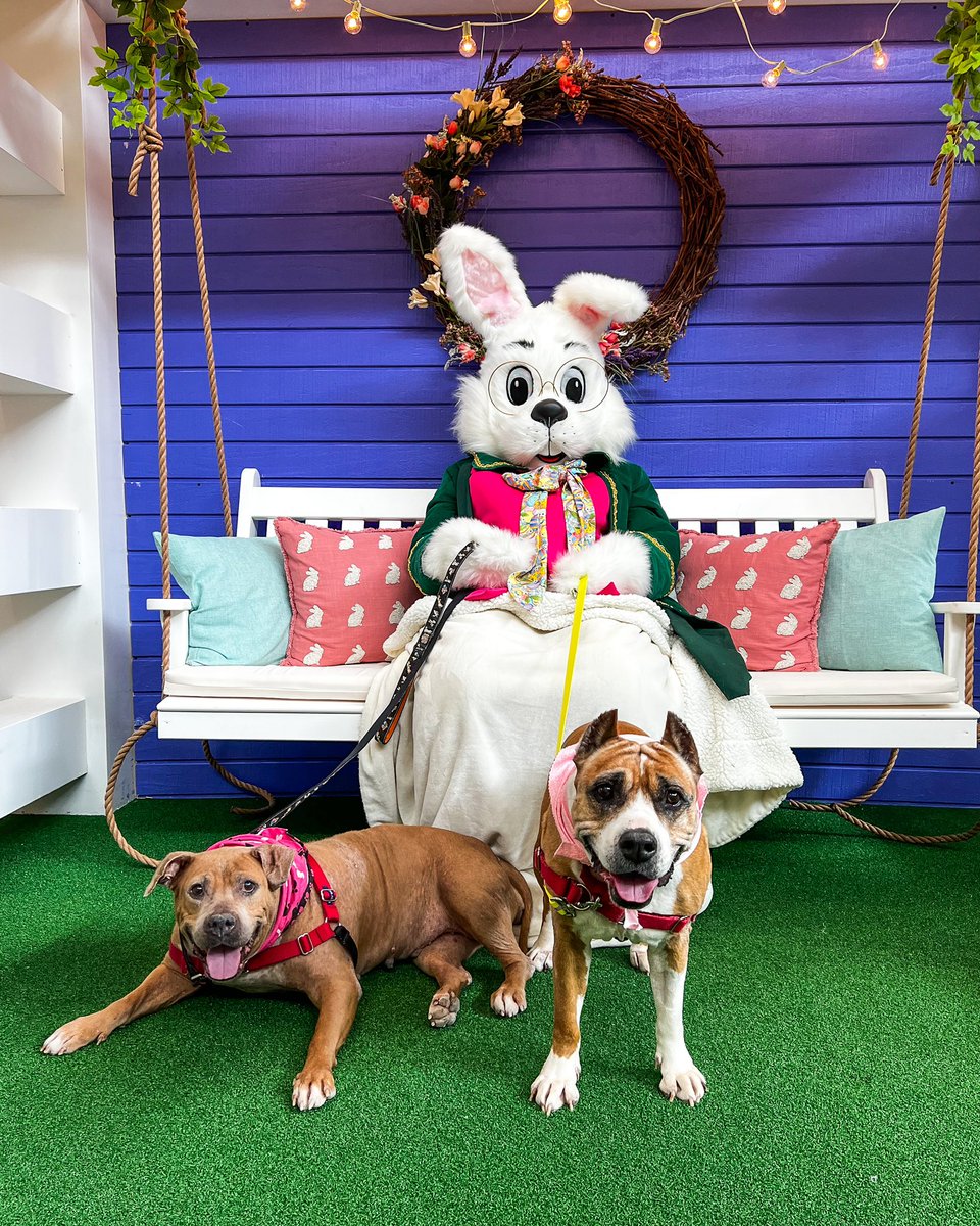 Springfield Town Center tweet media