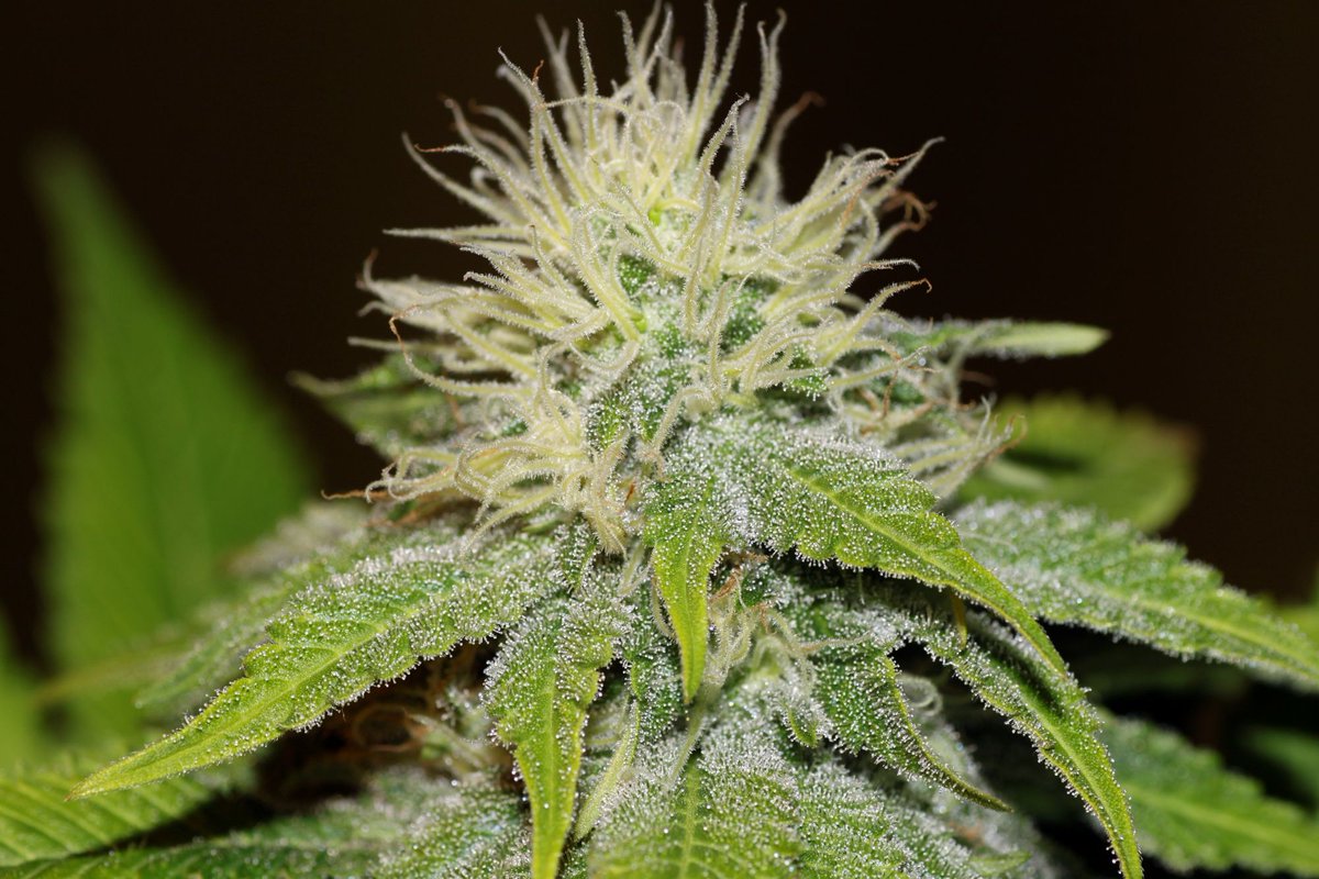 SeedsmanSeeds's tweet photo. 😴 The right strain, at least an hour before bed, could be beneficial in helping get your sleep back on track. Here’s two of our favourite strains for securing a decent night’s sleep:

1️⃣  Bubba Kush
2️⃣  Critical Purple Kush

🤩 Do you have any other favourite strain?

#MedMarch https://t.co/3IvmLEow5G