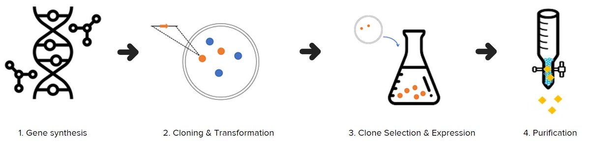 #ProteinMonth #3 #yeast
Did you know that yeast is the most economical eukaryotic expression system for scale-up production of proteins and antibodies?

Learn more about our case studies and $2500 yeast production package here!
bonopusbio.com/yeast-recomb-e…