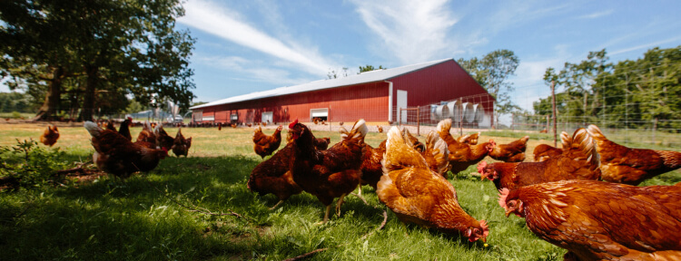 stockperks's tweet photo. Egg-cellent news today as we welcome @vitalfarms to the Stockperks platform! $VITL Shareholder Benefits Program rewards #retailinvestors &amp; helps change the planet through food. 
Download app in bio for more

https://t.co/utvpb4DDmO

#organicfoods #consciouscapitalism #ESG #nasdaq https://t.co/kiwTF9AL4Q