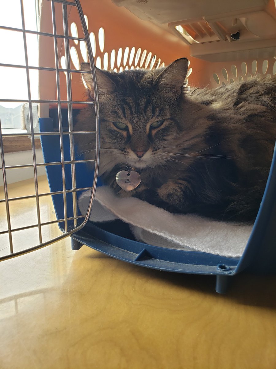 beccaboo71's tweet photo. Ella has always loved the pet taxi. Both girls see the vet tomorrow so, I brought the taxi in yesterday. Ella came running to get into immediately. Ruby seemed confused. ๐น
#CatsOfTwitter #MaineCoon #CalicoKitty #Ruby #Ella #VetCheckup https://t.co/EowNnT39Hy